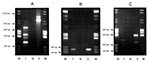 Thumbnail of Agarose (1.5%) gel electrophoresis in 1x TAE buffer containing 0.5 µg/ml ethidium bromide. Purified genomic DNA was used as the template in a PCR reaction with the primers Int 1 F 5'-GGC ATC CAA GCA CGA AG-3' and Int 1 B 5'-AAG CAG ACT TGA CCT GA-3' (12). Lane M contains an equal mixture of molecular weight markers grades III and V (Boehringer Mannheim, Germany), Lane N is the negative containing all reaction components with the exception of template DNA, Lane 1, Campylobacter coli