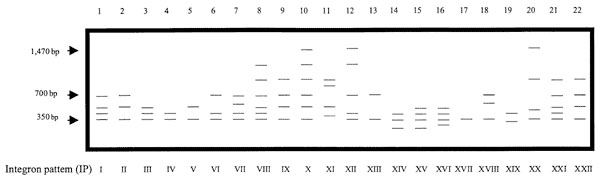 Schematic representation of all amplified gene cassettes from Campylobacter spp. in the study population. Roman numerals refer to the designated integron pattern (IP)-type assigned to each pattern.