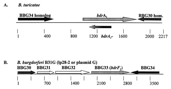 General organization of two bdr loci in Borrelia turicatae and B. burgdorferi. The gene arrangement depicted for B. turicatae was determined through cloning and sequence analysis of a 2,217 base-pair XbaI restriction fragment. The arrangement for the bdr-carrying locus of B. burgdorferi was previously determined through the sequencing of the B. burgdorferi B31 genome (30). The arrows indicate the direction of transcription. Genes exhibiting homology are indicated by similar shading or hatch mark