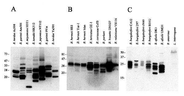 Immunoblot analyses demonstrating the variation in Bdr protein expression in Borrelia species and isolates. Bacteria were cultivated and prepared for analysis as described in the methods. Proteins were fractionated by SDS-PAGE, immunoblotted and screened with anti-BdrF1-B.afzelii DK1 antisera. The species and isolates analyzed are indicated above each lane in panels A, B and C. The migration positions of the protein standards are indicated in each panel.