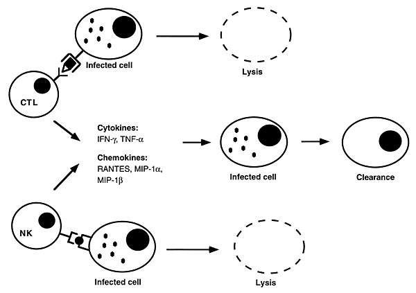 Pathways of intracellular pathogen clearance from infected cells by cytotoxic cells. Intracellular pathogen-derived antigens complexed to MHC class I molecules are recognized by CTLs, while NK cells recognize the absence or suppressed levels of MHC class I molecules on infected cells. Activated cytotoxic cells deliver apoptotic signals through Fas ligand and perforin to infected cells. They also secrete cytokines (IFN-gð, TNF-að) and chemokines (Rantes, MIP-1að, MIP-1bð) to inhibit or suppress i