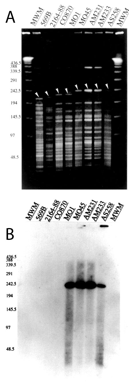 A. Pulsed-field gel electrophoresis profiles of the V. cholerae O139 strains. The numbers at the top indicate the strain numbers. Lanes 1, MWM (bacteriophage ladder); 2, 569B (O1 classical Inaba); 3, 2164-88 (O1 El Tor Ogawa); 4, CO870 (O1 El Tor Ogawa); 5, MO1 (progenitor of the O139 strain); 6, MO45 (O139 strain isolated during 1992-93); 7, AM231 (O139 strain isolated during 1996-97); 8, AM233 (O139 strain isolated during 1996-97); 9, AS258 (O139 strain isolated during 1996-97); 10, MWM (bacte