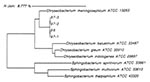 Thumbnail of Dendogram derived from the 16S rRNA gene sequence analysis, showing the phylogenetic relationships among the four atypical strains of Chryseobacterium meningosepticum (96, 97-1, 97-2, 97-3), C. meningosepticum strain ATCC 13253T, and several closely related bacteria.