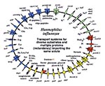 Thumbnail of Comparison of the transport proteins in two human respiratory pathogens, Haemophilus influenzae and Mycobacterium pneumoniae.