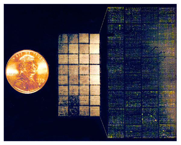DNA microarray--Lymphochip. (Center) Lymphochip version 8.0, printed on a coated glass microscope slide using a 32-tip printing head, contains 17,856 cDNA clones (overhead illumination) (14). (Left) U.S. penny, for scale. (Right) Scanned image demonstrating differential hybridization of Cy3- and Cy5-labeled cDNA to this microarray. (Illustration by A. Alizadeh, M. Eisen, and P. Brown, Stanford University; and L. Staudt, National Cancer Institute).