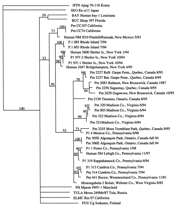 Phylogram of the 139-bp fragments of the G2 coding region.1 The number above the branch is the bootstrap probability (shown as percentages). HTN Apag, Hantaan virus strain 76-118, Apodemus agrarius; SEO Rn sr11, Seoul virus strain SR-11, Rattus norvegicus; BAY, Bayou virus; BCC Shisp, Black creek canal virus, Sigmodon hispidus; Pm, Peromyscus maniculatus; NM, New Mexico; Pl, Peromyscus leucopus; PH Mpenn, Prospect Hill, Microtus pennsylvanicus; TULA Mross, Tula, Microtus rossiaemeridionalis; ELM