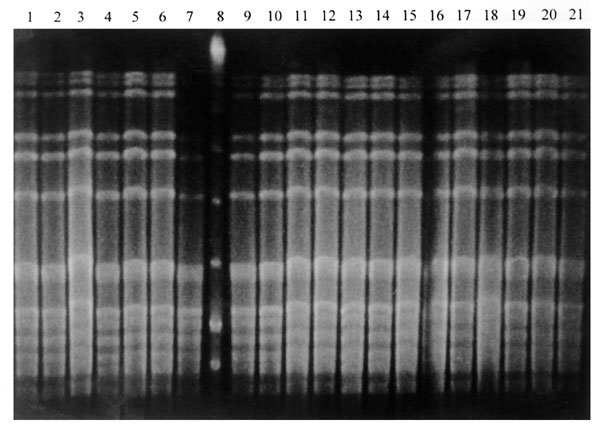 Example of S. pneumoniae isolates collected from child no. 37 during four sampling periods. Lane 1: Isolate collected at week 1; lanes 2-3: isolates collected at week 2; lanes 4-7, 9-13: isolates collected at week 3; lane 8: low molecular weight lambda ladder; lanes 14-21: isolates collected at week 4.