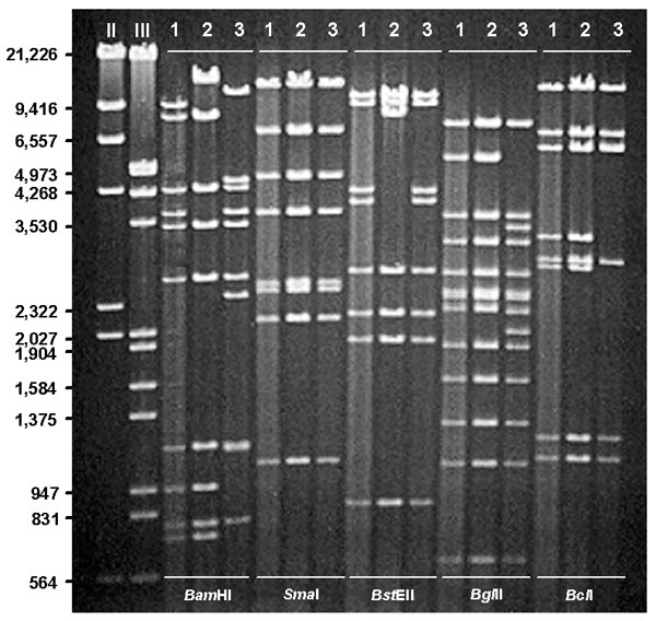 Restriction profiles of representative human adenovirus (Ad) genome types Ad7b (1), Ad7d2 (2), and Ad7h (3) after digestion with selected enzymes, BamHI, Sma I, BstEII, BglII, and BcII. DNA markers II (λ HindIII) and III (λ HindIII/EcoRI).