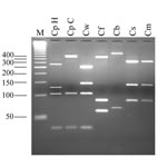 Thumbnail of Electrophoretic separation of Cryptosporidium oocyst wall protein gene-polymerase chain reaction products digested with the endonuclease RsaI. Lane M, 50-bp size ladder; CpH, Cryptosporidium parvum human genotype; CpC C. parvum calf genotype; Cw, C. wrairi; Cf, C. felis; Cb, C. baileyi; Cs, C. serpentis; Cm, C. muris.