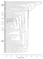 Thumbnail of Dendrogram showing the genetic relatedness of 85 electrophoretic types (ETs) of Corynebacterium diphtheriae isolates collected in different countries around the world. Arrows indicate the different ETs identified among the 47 C. diphtheriae isolates. The ET8 complex is marked with thicker lines.