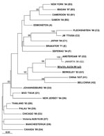 Thumbnail of Phylogenetic analysis with the Phylip software program of DNAdist (maximum likelihood/neighbor-joining, 1000 bootstrap cycles) of the carboxyl-terminal 456-bp nucleoprotein (N) gene sequence of measles virus/Vic.AU/24.99 circulating in Australia and East Timor. World Health Organization–designated prototype strains are shown in bold, and the proposed new g3 genotype is shown in bold and underlined. Jakarta 1999 (G2) has also been included to show the difference between the clade G viruses. Statistically significant bootstrap values (&gt;80%) are indicated. Scale (0.01) indicates nucleotide substitutions per site.