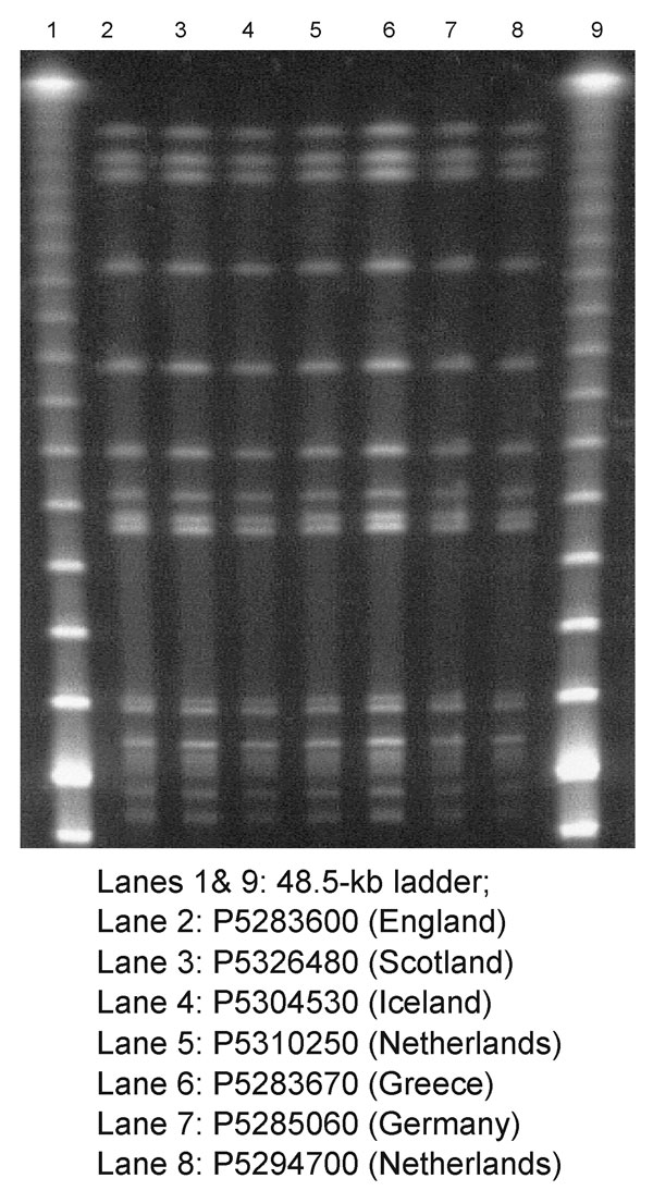 Pulsed-field gel electrophoresis profiles of XbaI-digested genomic DNA from isolates of Salmonella enterica serotype Typhimurium DT204b.