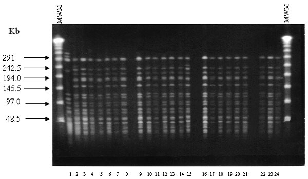 Pulsed-field gel electrophoresis restriction fragment patterns of SmaI-digested genomic DNA obtained from glycopeptide-resistant Enterococcus faecium isolated at San Vicente de Paul Hospital, Bogotá, Colombia. Lane 1: a susceptible isolate of E. faecium; lane 2–24: Restriction patterns of the 23 VanA-type E. faecium. MWM, molecular weight marker.