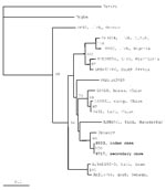 Thumbnail of Phylogenetic relationships based on 255-nt fragment from the small RNA segment between sequences obtained from this study and respective representative Crimean-Congo hemorrhagic fever strains from GenBank. In the phylogenetic tree, sequences of other two nairoviruses, Dugbe and Hazara, were included; Hazara virus was used as outgroup. The numbers indicate percentage bootstrap replicates (of 100) calculated by using SEQBOOT, DNADIST, FITCH, and CONSENSE from the PHYLIP package (7); values &lt;70% are not shown. Horizontal distances are proportional to the nucleotide differences. The scale bar indicates 10% nucleotide sequence divergence. Vertical distances are for clarity only.
