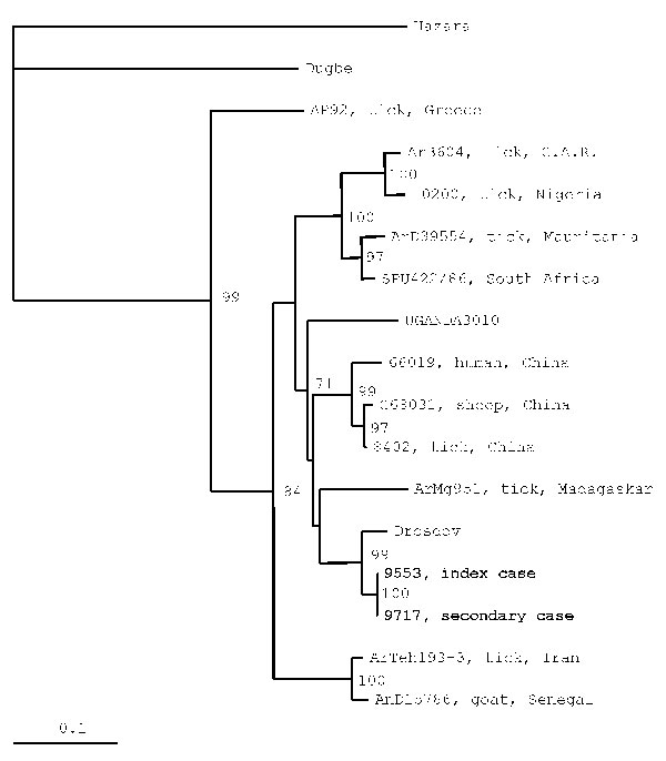 Phylogenetic relationships based on 255-nt fragment from the small RNA segment between sequences obtained from this study and respective representative Crimean-Congo hemorrhagic fever strains from GenBank. In the phylogenetic tree, sequences of other two nairoviruses, Dugbe and Hazara, were included; Hazara virus was used as outgroup. The numbers indicate percentage bootstrap replicates (of 100) calculated by using SEQBOOT, DNADIST, FITCH, and CONSENSE from the PHYLIP package (7); values &lt;70% are not shown. Horizontal distances are proportional to the nucleotide differences. The scale bar indicates 10% nucleotide sequence divergence. Vertical distances are for clarity only.