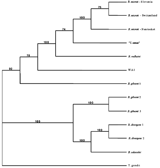Maximum parsimony bootstrap consensus tree of 18S rDNA. GenBank accession nos.: Babesia microti-Slovenia AF373332; B. microti-Switzerland AF494286; B. microti- Nantucket AF231348; "Toxoplasma annae" AF188001; B. rodhaini AB049999; WA1 AF158700; B. gibsoni 1 AF158702; B. divergens 1 U07885; B. divergens 2 U16370; B. odocoilei U16369; B. gibsoni 2 AF175300; B. gibsoni 3 AF175301; and Toxoplasma gondii X68523.