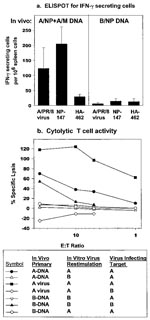 Thumbnail of DNA vaccination induces T cell responses. a) Enzyme-linked immuno spot (ELISPOT) assay for interferon-γ (IFN-γ) secreting cells. Mice were immunized three times with A/NP+A/M or influenza B nucleoprotein DNA (B/NP DNA) intramuscularly. Spleen cells were analyzed by ELISPOT, using peptides at 1 μg/ml or A/PR/8 live virus. Results are the mean of three experiments. No response to A/PR/8 virus occurred in one experiment. Concanavalin A (Con A) responses: A/NP+A/M groups, &gt;274 for all experiments; B/NP groups, &gt;329 for all experiments. b) Cytotoxic T cell assay. Mice were vaccinated as above or with live A/PR/8 virus given on the day of the second DNA injection. Spleens were harvested 2½ weeks after the third DNA injection. Spleen cells were restimulated in vitro with live A/PR/8 or B/AA. After 7 days of culture, restimulated effector cells at various ratios were mixed with P815 target cells infected with A/PR/8 or B/AA, and lactate dehydrogenase (LDH) release measured.