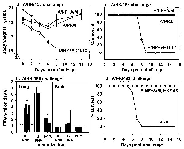 Mice immunized with influenza A nucleoprotein and matrix DNA (A/NP+A/M DNA) are protected against lethal A/Hong Kong/156/97 (HK/156) challenge. Mice were vaccinated as in Figure 1 with A/NP+A/M DNA, with influenza B nucleoprotein DNA (B/NP+blank DNA), or with 100 mouse infectious dose (MID)50 of influenza A/Puerto Rico8/34 (A/PR/8) live virus. Sixteen days after the last dose of DNA, mice were challenged with 10,000 MID50 of HK/156/97 intranasally. a) Monitoring of morbidity by body weight loss. b) Viral titers of lung and brain homogenates. Each bar represents the result for one mouse. Dashed lines indicate detection limits. Compared to the B/NP DNA controls, lung titers were significantly reduced in the A/NP+A/M DNA group (p=0.001, analysis of variation (ANOVA)) and the A/PR/8 group (p&lt;0.001, ANOVA). c) Survival after challenge with HK/156. d) Survival after rechallenge with 100 MID50 of HK/483 of mice primed with A/NP+A/M DNA and which had all survived the previous HK/156 infection.