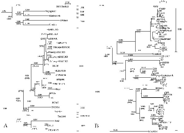 Phylogenetic trees of hantavirus (A) partial M (nt 2736–2968) and (B) partial M (nt 2001–2301) segments. Trees were constructed by using ClustalX (ver. 1.81) program. Numbers above the branches are distances and those in parentheses are bootstrap support values for 1000 replicates.