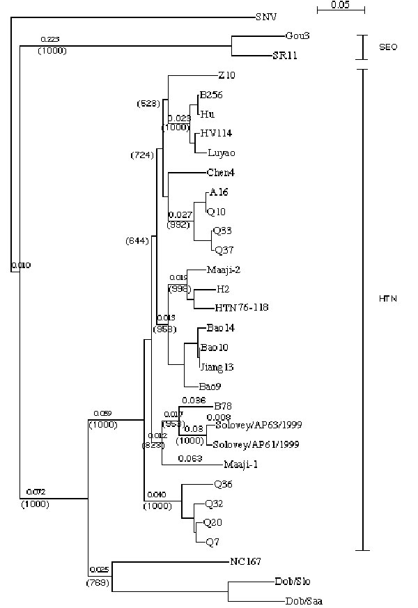 Phylogenetic tree of hantavirus partial S (nt 1216-1666) segments. Tree was constructed by using ClustalX (ver. 1.81) program. Numbers above the branches are distances and in parentheses are bootstrap support values for 1000 replicates.
