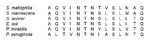 Thumbnail of N-terminal amino acid sequence analysis. The first 14 residues of SMFliC showed considerable identity to other flagellins. The highest degree of identity was found with the Serratia marcescens flagellin (78.6%). Stenotrophomonas maltophilia flagellin also showed identity to flagellins of Shigella sonnei, Escherichia coli, and Proteus mirabilis (71.4%), and the lowest identity was found with Pseudomonas aeruginosa flagellin (57.2%). The numbers on top indicate the amino acid position.