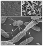 Thumbnail of Ultrastructural analysis of Stenotrophomonas maltophilia adhering to plastic. (A) Scanning electron micrographs showing the tight adhesion of SMDP92 to the plastic surface. (B) Structures resembling flagella seem to be protruding and interconnecting bacteria (arrowheads) or connecting bacteria to the plastic (arrows). (C) In addition to the flagellalike filaments (arrowheads), high-power magnification shows the presence of thin fibrillar structures connecting bacteria to the abiotic surface. Bars: A 10 μm, B 1 μm, C 2 μm.