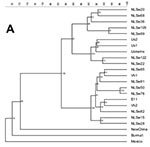 Thumbnail of Phylogenetic relationships among human and pig Hepatitis E virus strains, based on a 304 nucleotide sequences of HEV ORF2 (nucleotides 5994-6297). Rooted tree (A) and unrooted tree (B). For further explanation of the figure and definition of isolate acronyms, see Figure 2 legend.