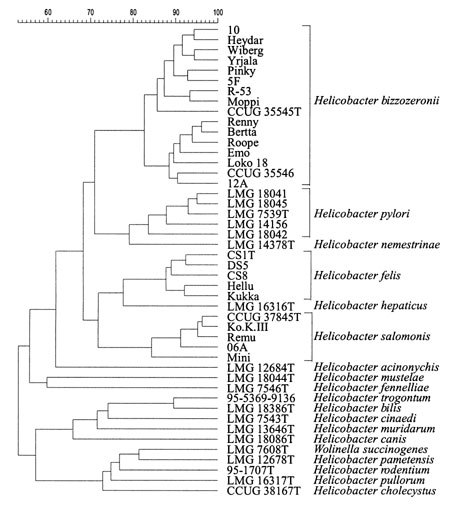 Dendrogram expressing similarity in whole-cell protein patterns of strain R-53, and type and reference strains of all Helicobacter and Wolinella species.