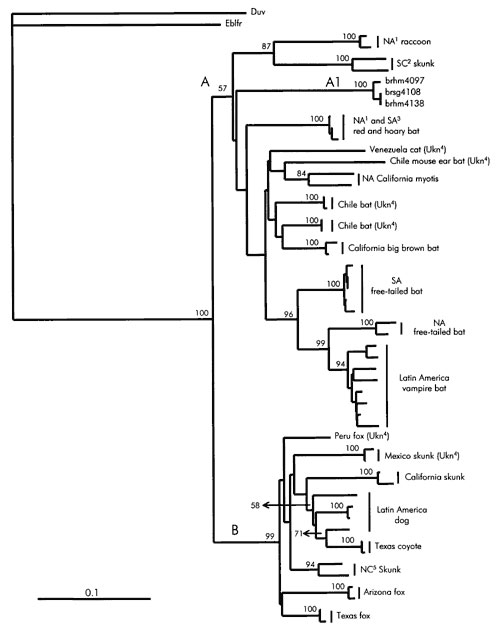 Neighbor-joining tree of the comparison of the Ceará samples with isolates obtained from domestic and wild animals from the Americas. Bootstrap values obtained from 100 resamplings of the data using distance matrix methods are shown at the corresponding nodes. Only bootstrap values &gt;50% are shown at branching points. Bar in left corner indicates 0.1 nucleotide substitutions per site. Significance of letter designations at the nodes are discussed in the text. 1: North America; 2: south central