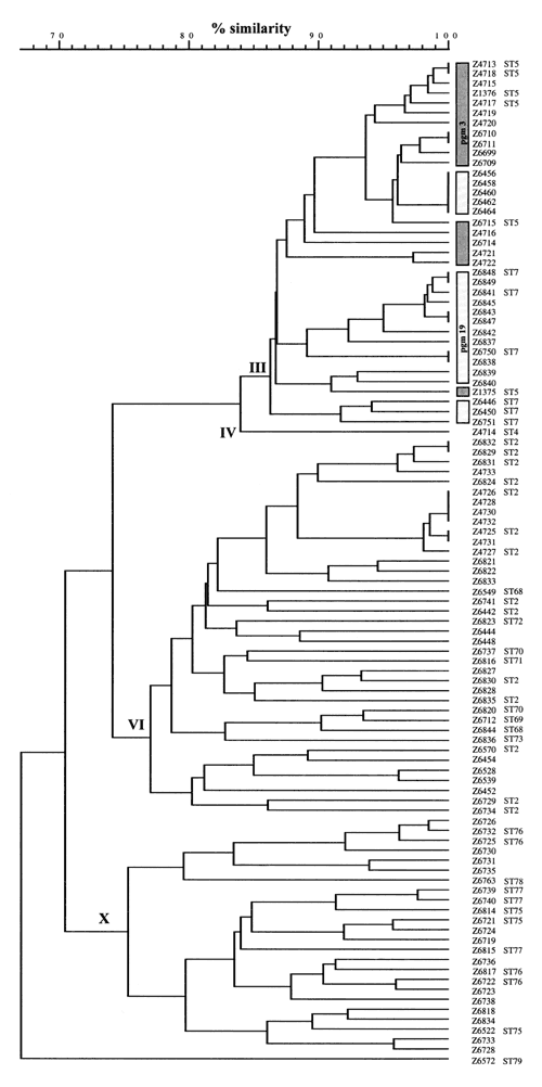 UPGMA tree of band differences between random amplified polymorphic DNA (RAPD) patterns from 103 serogroup A strains from Moscow. RAPD tests were performed with primers 1254, 1281, NM03, and NM04 as described (7), generating four patterns for each strain. The combination of the differences between these patterns was used to generate a UPGMA tree with the program GelCompar (Applied Maths, Kortrijk, Belgium), as described (7). Subgroup designations are indicated within the tree. The strain designa