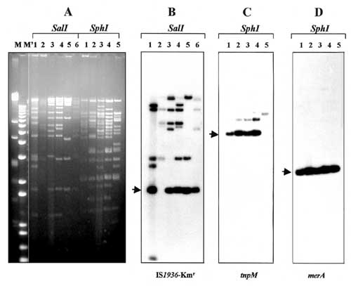 Restriction enzyme analysis and detection of common genetic elements in IncFI plasmids. Numbers above each lane indicate plasmid reference numbers as defined (Table). M and M' are HindIII-digested lambda DNA and 1-kb Plus DNA ladder (GibcoBRL), respectively. A: agarose (0.8%) gel electrophoresis in 1x Tris-borate-EDTA buffer of plasmids digested with restriction endonucleases SalI and SphI. DNA was stained with ethidium bromide and visualized under UV light. B: Southern blot hybridization of Sal