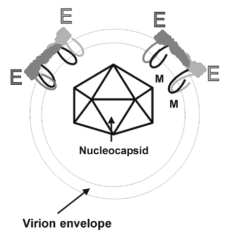 Diagram of the flavivirus virion. An icosahedral nucleocapsid (half shown here) encloses the virion RNA. The virion has an envelope derived from the host cell membranes. E-glycoprotein (E), an integral membrane protein, is arranged as homodimers (head-to-tail) and associates with the other integral membrane proteins prM protein (in immature virions).