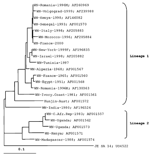 Phylogentic trees based on nucleic sequence data of E-glycoprotein gene fragments of 254 bp. GenBank accession numbers for the sequences included in the tree are indicated.