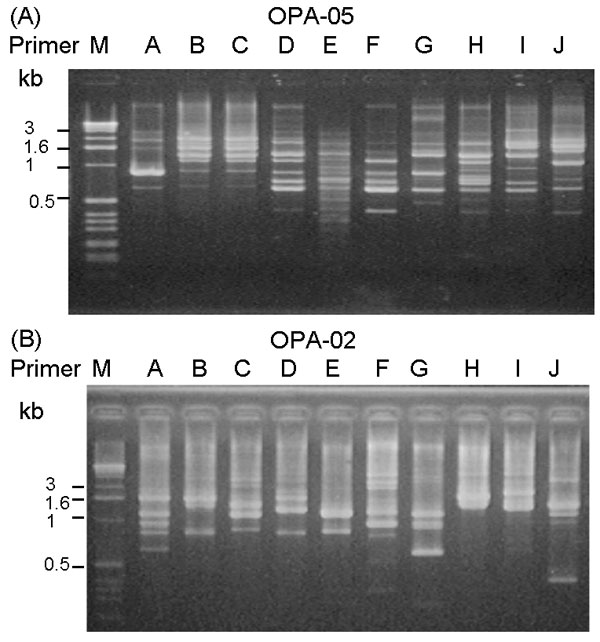Random amplified polymorphic DNA (RAPD) patterns generated by arbitrarily primed polymerase chain reaction for pandrug-resistant Acinetobacter baumannii (PDRAB) isolates using two primers OPA-05 (A) and OPA-02 (B). Lane M, molecular size marker. Lanes A to J, RAPD patterns 1 to 10. Isolates of PDRAB belonging to pulsotypes A to J exhibit RAPD pattern 1–10, respectively.