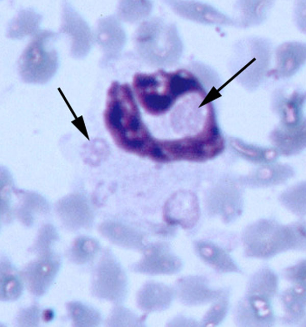 Multiple morulae consistent with Ehrlichia ewingii in a neutrophil from fawn 81 experimentally injected with pooled whole blood from two wild white-tailed deer (Giemsa stain, 100X).