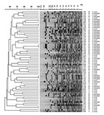 Thumbnail of Pulsed-field gel electrophoresis patterns and similarity dendrogram of genomic DNA from Aeromonas hydrophila and A. caviae isolates from diarrheic stool (S) and groundwater (W). The number refers to the isolate number. DNA molecular weight scale derived from Staphylococcus aureus NCTC 8325.