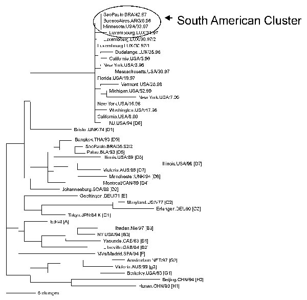 Phylogenetic relationships of the N gene sequences from genotype D6 viruses from Brazilian, South American, and European sources. Tree shows representative genotype D6 sequences from Brazil, Argentina, Uruguay, and Bolivia, and viruses imported into the United States from Brazil (South American cluster) compared with genotype D6 sequences of viruses isolated in Europe or imported into the United States from European sources. Also shown are the sequences of the World Health Organization reference strains for each genotype.