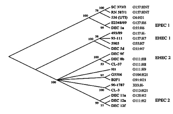 Clonal phylogeny of Escherichia coli strains of various pathotypes inferred from distances at synonymous sites in sequences of 13 concatenated loci (mutS was not included) by using the neighbor-joining algorithm. This consensus tree has numbers at each node, representing the percentage of bootstrapped trees in which the node was observed. SC373/2 and RN587/1 are the two O157 strains from Brazil. The other pathogenic strains included in the figure are described in Reid et al. (9). The serotype of