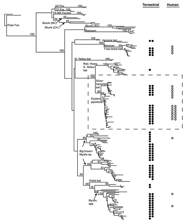 Phylogenetic tree of bat-associated rabies cases. Taxa represent 208 rabies virus variants from 27 human rabies cases (formalin-fixed taxa removed) and 98 terrestrial mammals infected with a bat rabies virus, 60 bat samples representing 17 species, and 23 terrestrial mammal outgroup taxa. Each circle represents a case (terrestrial mammal = closed circles, human = open circles) associated with the monophyletic clade in the phylogeny to the left. Numbers at tree nodes indicate nonparametric bootst
