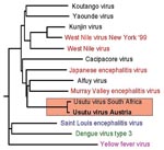 Thumbnail of Phylogenetic analysis of several members of the Japanese encephalitis virus (JEV) group and selected other mosquito-borne flaviviruses demonstrates the close genetic relationship of the Austrian Usutu virus (USUV) isolate with the South African USUV (red underlay); well-known members of the JEV group are highlighted in red; distinct branches are formed by Saint Louis encephalitis virus, Dengue virus (type 3), and Yellow fever virus. The partial nucleotide sequence of the Austrian USUV isolate used in the phylogenetic tree has been deposited in the GenBank database under accession no. AF452643.