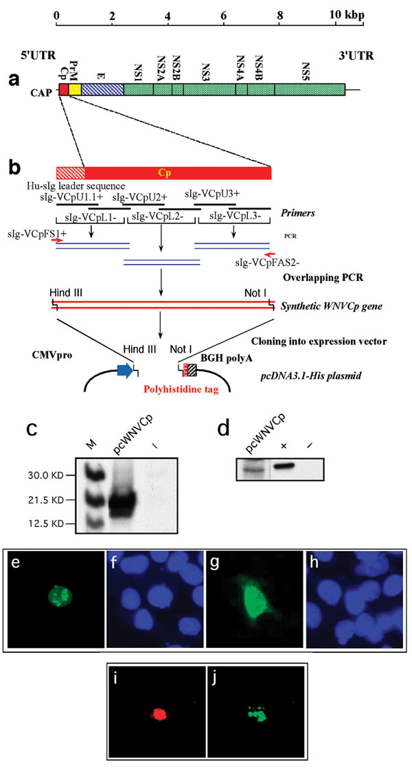 West Nile virus capsid (WNV-cp)-DJY protein expression induces apoptosis. Nuclear condensation was observed in HeLa cells transfected with pcWNV-Cp-DJY (a), a positive control pBax (b), or a negative control, pcDNA3.1 (c), under a 4,6-diamidino-2-phenylidole (DAPI) filter (magnification: 200X). Light microscopic observation on pcWNV-Cp-DJY (d) or pcDNA3.1 (e) plasmid transfected RD cells were examined in semithin sections stained with toluidine blue (magnification for d and e: 400X). Ultramicroscopic image of apoptotic cells were photographed from pcWNV-Cp-DJY transfected RD cells (f). DNA fragmentation in WNV capsid–expressing cell lines was examined by terminal desoxyriboxyl-desoxyriboxyl trasferase–mediated DVTP nick-end labeling (TUNEL) assay in HeLa (g), HEK 293 (i), and RD cells (k), and compared with DNA fragmentation from pcDNA3.1-transfected HeLa cells (m). Nuclear staining in HeLa (h), HEK 293 (j), and RD cells (l) were observed by using a DAPI filter and compared with control HeLa cells (n) (magnification for g through n: 400X). Cell membrane morphology changes were examined by annexin V staining/flow cytometry by using HeLa cells transfected with pcWNV-Cp-DJY or control pcDNA3.1 plasmids (o). The human neuroblastoma cell line SH-SY5Y was transfected with Bax as a positive control (p), pcWNV-Cp (r), or control plasmid (t) and examined by TUNEL assay. To visualize nuclear staining, cells transfected with pBax, pcWNV-Cp-DJY (q and s, respectively) or pcDNA3.1 (u) were stained with DAPI and observed using appropriate filters (magnification: 400X).