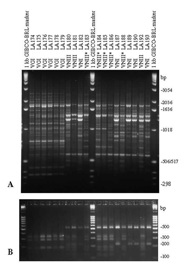 Polymerase chain reaction fingerprints generated with the primer M13 (3A) and URA5 gene restriction frgement length polymorphism (RFLP) profiles identified via double digest of the gene with Sau96I and HhaI (3B) obtained from the Spanish clinical, veterinary, and environmental Cryptococcus neoformans isolates (VNIII correspond to the seven-band URA5 RFLP pattern and VNIII* correspond to the six-band URA5 RFLP pattern).
