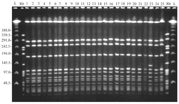 Pulse-field gel electrophoresis of study isolates obtained during the first survey on December 1997 from residents and staff. Lambda ladder and the DNA of the reference Streptococcus pneumoniae strain R6, digested by SmaI, were used as molecular weight markers. The gel includes 25 representative MRSA isolates. All isolates but one show an indistinguishable banding pattern, thus representing the outbreak strain. Isolate number 23 shows a closely related pattern (one band difference) and is considered to belong to the outbreak strain.