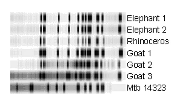 IS6110 restriction fragment length polymorphism results of the six animal isolates and the Mycobacterium tuberculosis reference strain Mtb14323. Molecular weights of IS6110-containing PvuII fragments of the reference strain are approximately 17, 7.4, 7.1, 4.5, 3.6, 3.1, 2.1, 1.9, 1.7, 1.5, and 1.4 kb.
