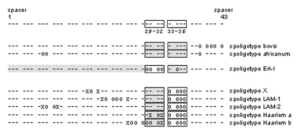 Motifs used to assign spoligotype patterns to spoligotype families. Each spoligotype was analyzed for the bovis (16), africanum (17), East-African-Indian (EA-I) (13,18), X (13), Latin American-Mediterranean 1 and 2 (13,18), and Haarlem a and b spoligotype motifs (10). Each motif definition was modified from the original references to ensure that motifs were not identified in a spoligotype pattern due to an unrelated deletion at the spacers of interest; each of the motif-defining absent spacers must be flanked on both sides by the adjacent spacer. The 43 spacers in the spoligotype pattern are classified with symbols: X: spacer must be present; 0: spacer must be absent; -: spacer may or may not be present; spacers in shaded boxes: at least one of the spacers in the box must be present.