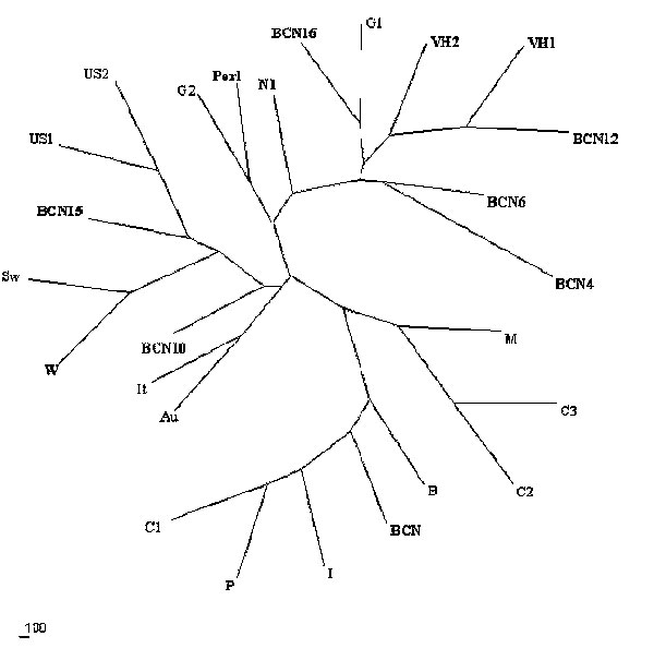 Unrooted phylogenetic tree showing the relationship over a 123-bp fragment within open reading frame 2 between representative Hepatitis E virus strains reported in this study and other isolates from genotype I (C1, China; P, Pakistan; I, India; BCN, Barcelona, Spain; and B, Burma), genotype II (M, Mexico), genotype III (US1 and US2, United States; Sw, swine; G1 and G2, Greece; It, Italy; and Au, Austria), and genotype IV (C2 and C3, China). Strains from Barcelona, Spain, Washington, D.C., United