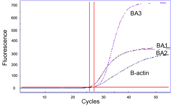 Real-time polymerase chain reaction graph of three B. anthracis markers and B-actin control detected in a pleural fluid specimen from a patient with inhalational anthrax. The horizontal line indicates a threshold value; the vertical lines indicate cross-threshold values for each marker. BA1, primer and probe set targeting a region of pXO2; BA2, primer and probe set targeting a region of pXO1; BA3, primer/probe set targeting a region of B. anthracis chromosome.