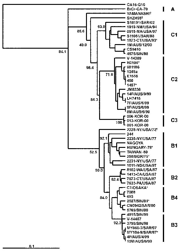 An overview of the genetic relationships of human enterovirus 71 (HEV71) strains isolated from 1970 through 2002. Dendrogram showing the genetic relationships among 53 HEV71 strains based on the alignment of the complete VP4 gene sequence (nucleotide positions 744–950). Details of the HEV71 strains included in the dendrogram are provided in Appendix Tables 1 and 2. Branch lengths are proportional to the number of nucleotide differences. The bootstrap values in 1,000 pseudoreplicates for major li