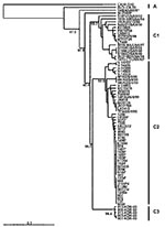 Thumbnail of Phylogenetic relationships of human enterovirus 71 (HEV71) strains belonging to genogroup C (21). Dendrogram shows the genetic relationships among 74 HEV71 strains belonging to genogroup C, based on the alignment of the complete VP4 gene sequence (nucleotide positions 744–950). Details of the HEV71 strains included in the dendrogram are provided in Tables 2 and 3. Branch lengths are proportional to the number of nucleotide differences. The bootstrap values in 1,000 pseudoreplicates