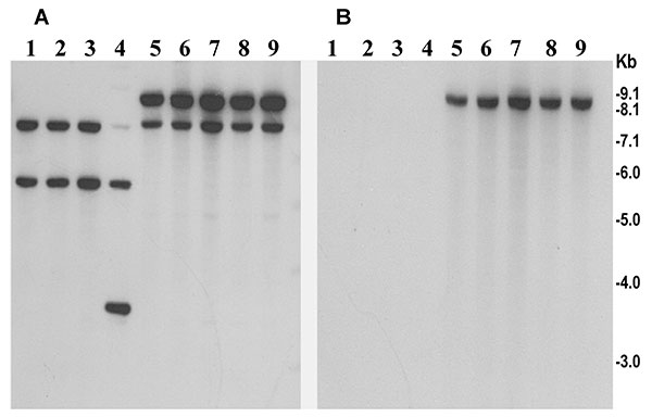 Southern hybridization analysis of rstR genes in toxigenic Vibrio cholerae O139 strains isolated from the recent epidemic in Bangladesh (lanes 5–9) and in previously isolated O139 strains from 1992 to 1998 (lanes 1–4). Genomic DNA was digested with BglI and probed with the rstRET probe (A) and with the rstRCal probe (B). Numbers indicating molecular sizes of bands correspond to 1-kb DNA ladder (BRL) used as molecular size markers.